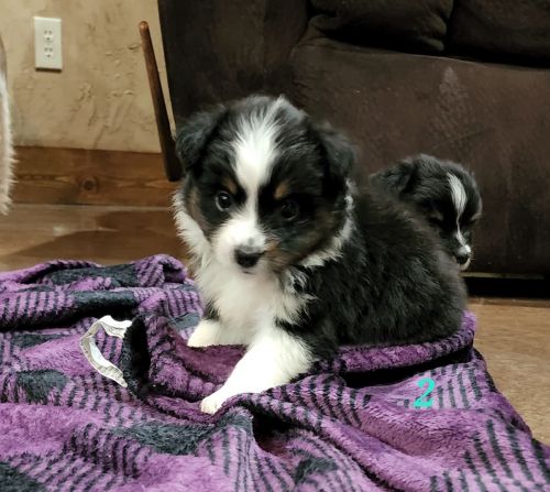 RESERVED...BLACK TRI FEMALE