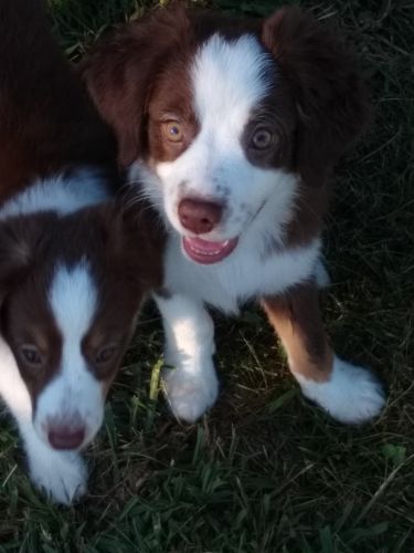 Miniature Australian Shepherd