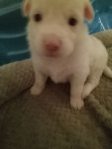 Mini Australian Shepherds for sale