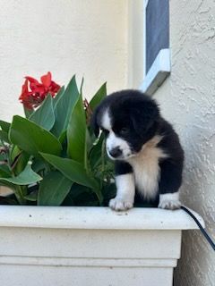 Miniature Australian Shepherd