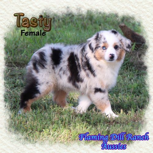 Tasty ~ Mini Blue Merle Female Aussie