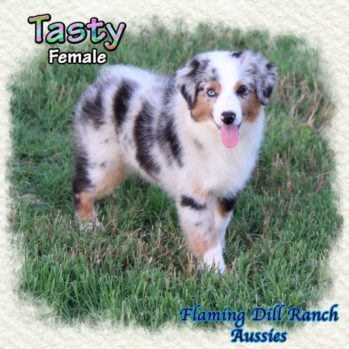 Tasty ~ Mini Blue Merle Female Aussie
