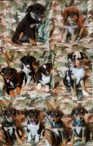 Toy/mini Australian shepherd