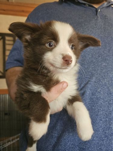Miniature Australian Shepherd