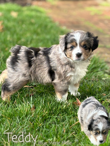 Mini Aussie / Mini American Sheperd