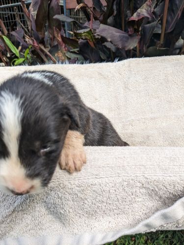 Miniature Australian shepherd