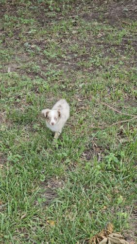 Miniature australian shepherd puppies