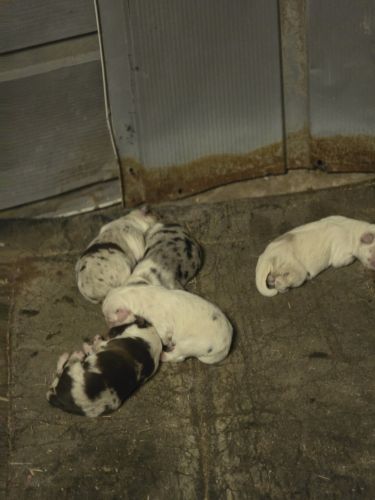 Mini Australian shepherd puppies