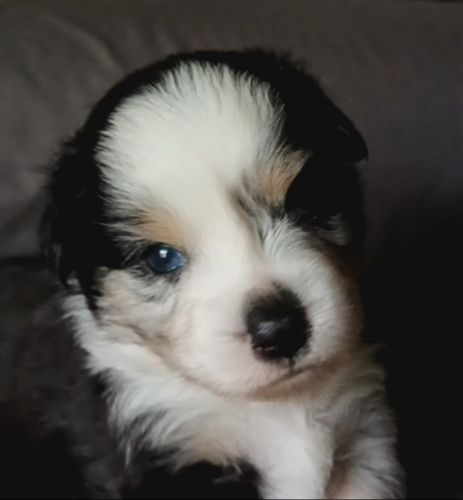 Blue Merle Mini Aussie Male
