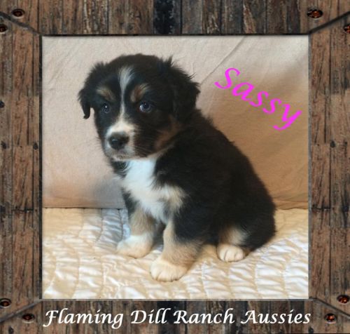 Asdr Mini Black Tri Female Aussie W/ 1 Blue Eye