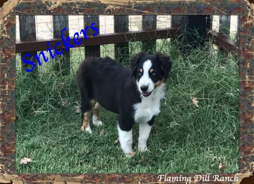 Snickers ~ Mini Blue Eyed Black Tri Male Aussie
