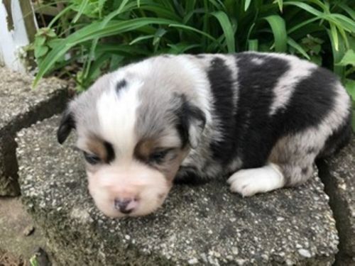 Da Vinci male Mini AUssie