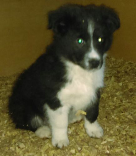 Mini Australian Shephard