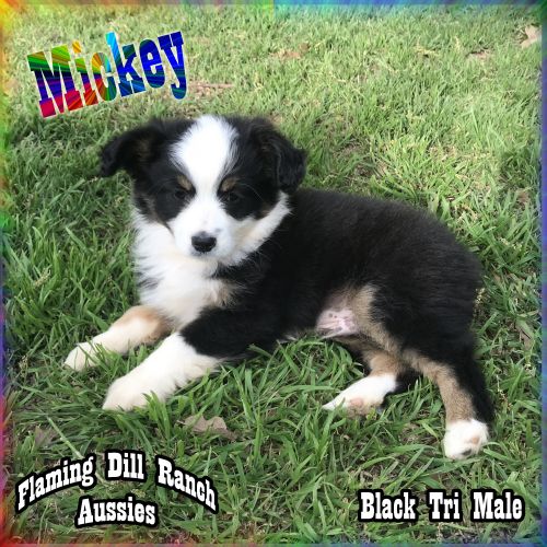 Mickey - Small Mini Black Tri Male Aussie Puppy