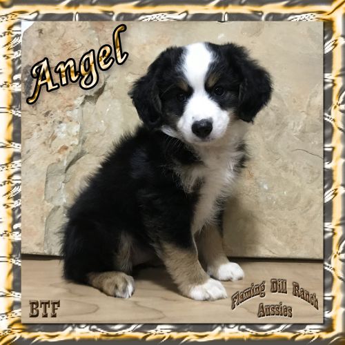 Angel - Mini Black Tri Female Aussie Puppy
