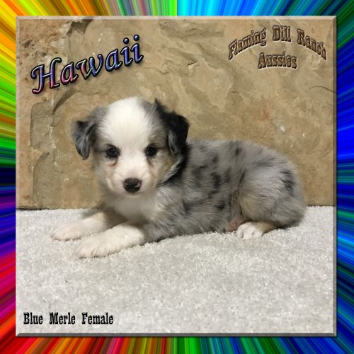 Hawaii - Toy / Small Mini Blue Merle Female Aussie Puppy