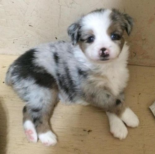 Mini and Toy Australian Shepherds