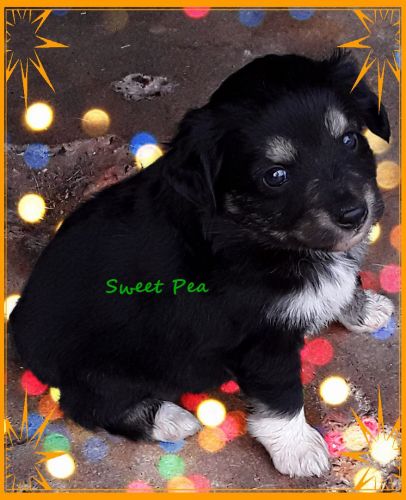3F Mini Aussie Pups Avail