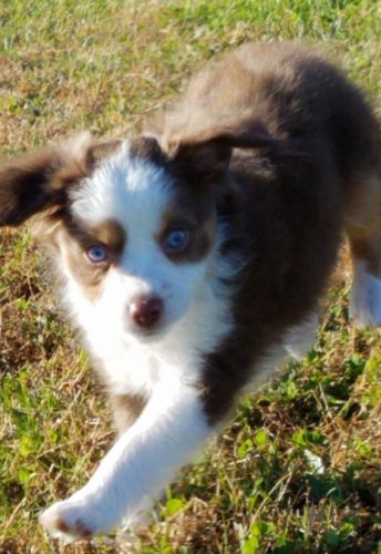 Mini Australian Shepherds