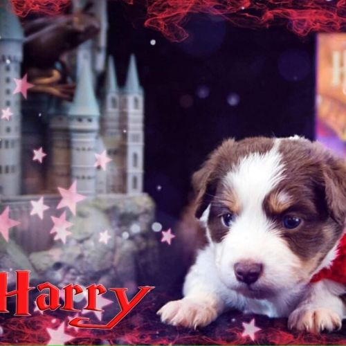 ASDR registered Minis