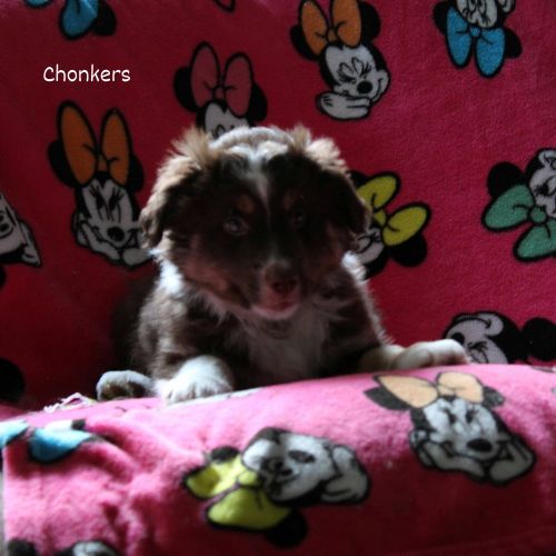 Mini Australian Shepherds for sale