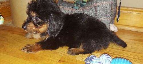 Valaries dachsund Love