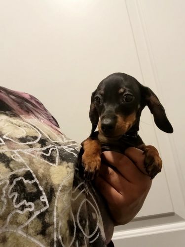 Male Miniature Dachshund