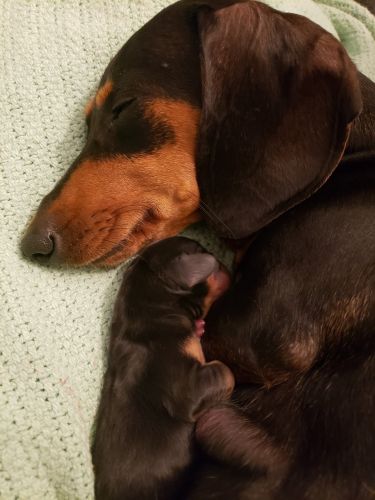 Mini Dachshunds