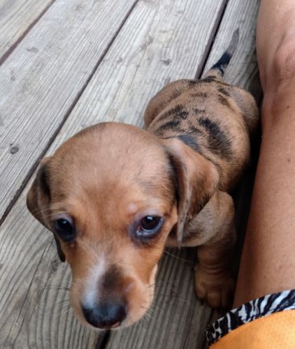 Paprika miniature dachshund