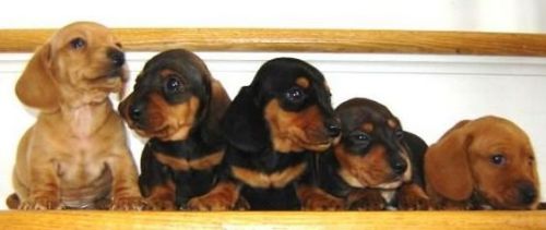 Miniature dachshund puppies
