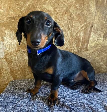 Black and Tan Miniature Dachshund Puppies