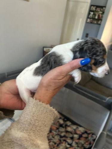 Mini dachshund for sale