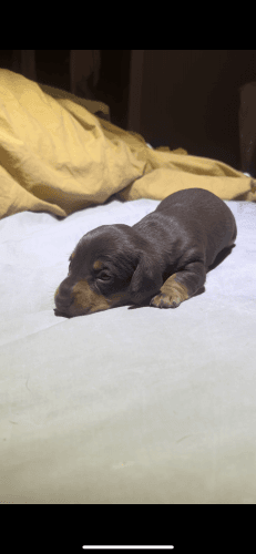 Miniature Dachshund Puppies for sale in Tamworth NSW 2340, Australia. price: $1,200