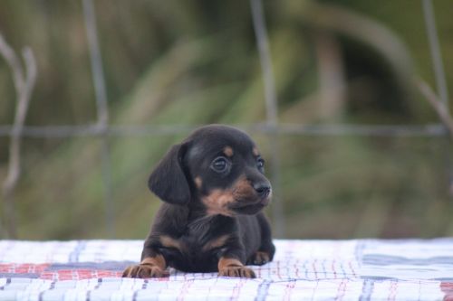 AKC mini dachshunds