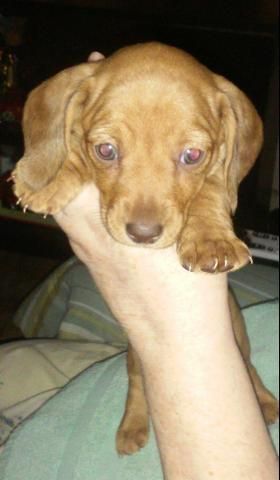mini dachshund puppy