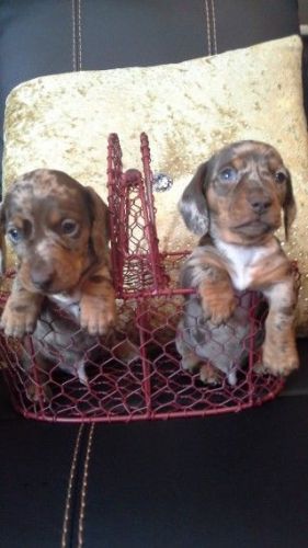 Kc Registered Miniature Dachshunds Pra Clear