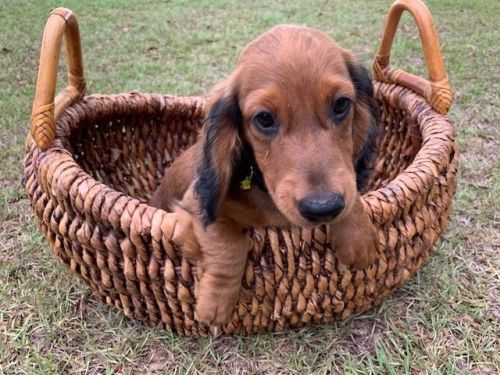 AKC Miniature Dachshund
