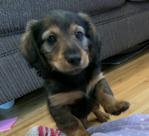 Mini Dachshund Bentley and MooMoo