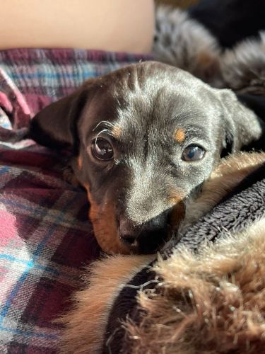 Male Mini-Dachshund