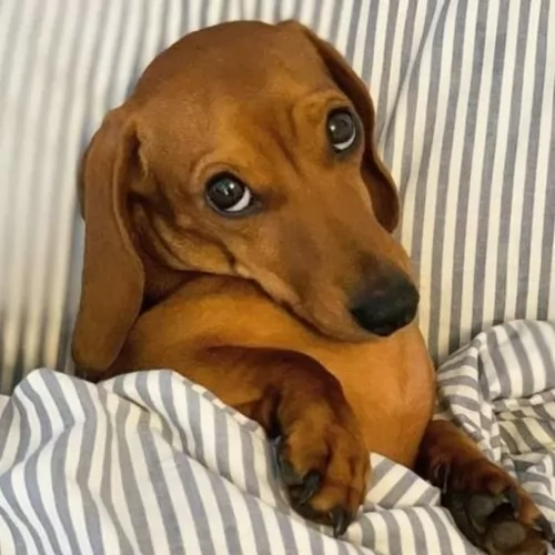 miniature dachshund puppy - description