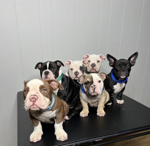 Baby bullies