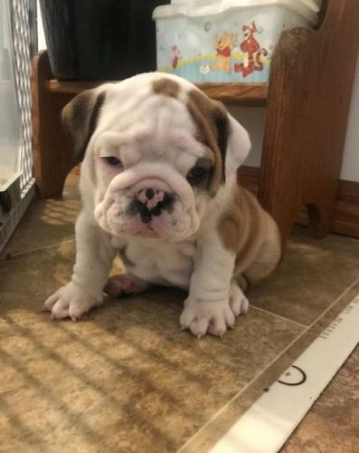 AKC Healthy Miniature English Bulldog Puppies.