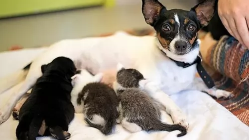 miniature fox terrier puppies - health problems
