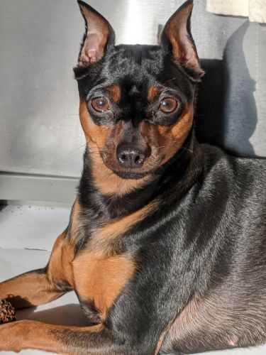 AKC Miniature Pincher puppies