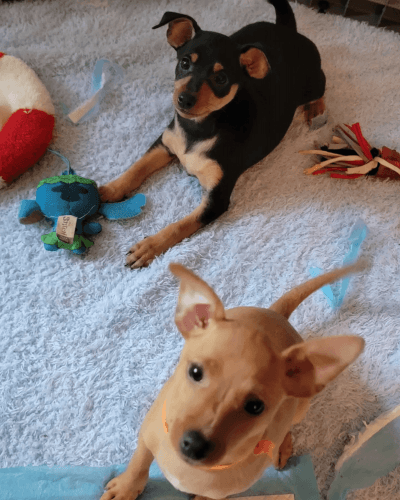 Miniature Pinscher Puppies