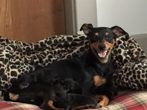 Min pin puppies!