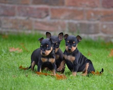 Reg Miniature Pinschers