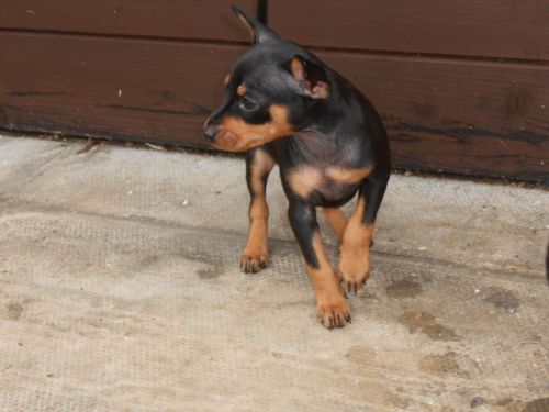 Stunning Well Bred Miniature Pinscher Puppies