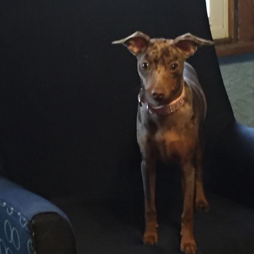 Chocolate Merle female min pin