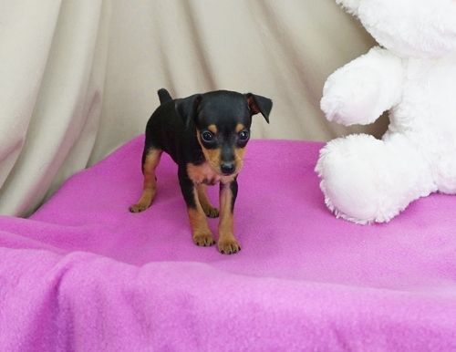 Champion Bloodline Miniature Pinscher puppies